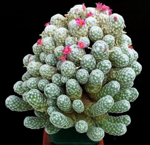 Mammillaria_humboldtii